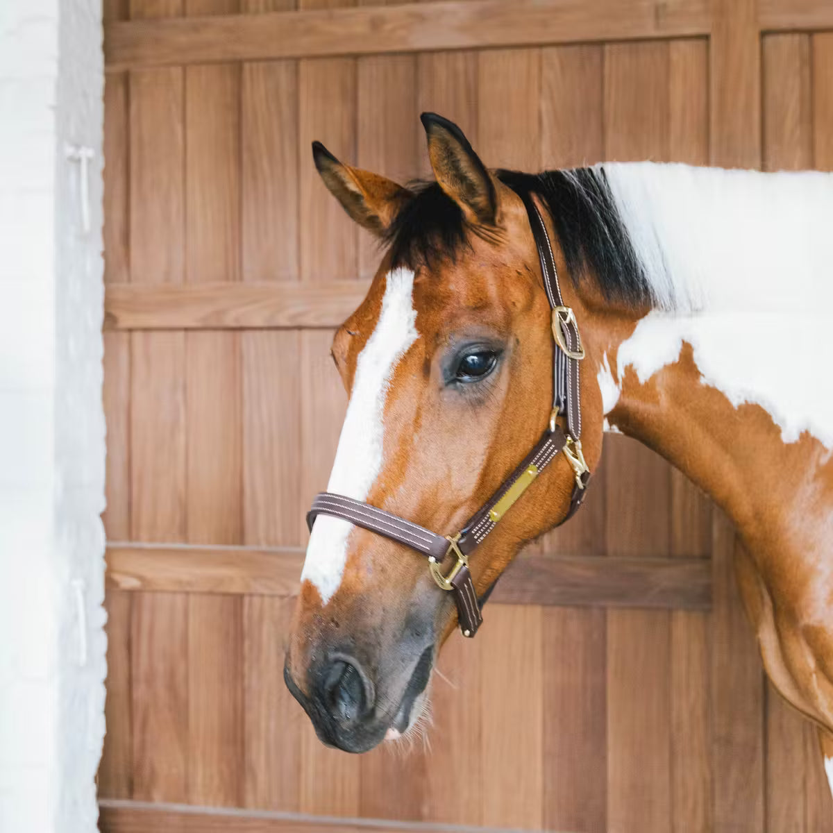 Kentucky Leather Halter Wellington