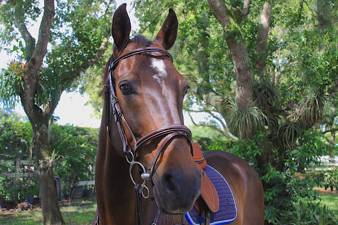 AVILA EQUESTRIAN FLASH NOSE STRAP - BROWN