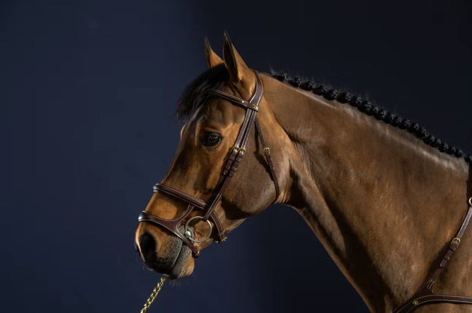 Dyon Double Noseband Bridle