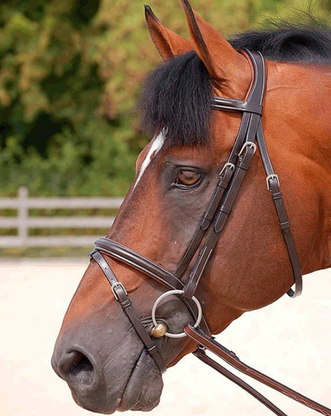 FLASH NOSEBAND BRIDLE - WO COLLECTION