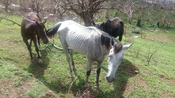 Caribbean Equine Relief Fund Director