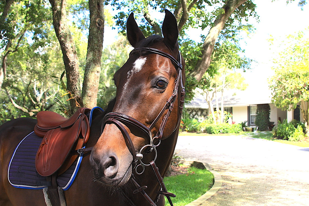 AVILA EQUESTRIAN APRILIA BRIDLE - BROWN