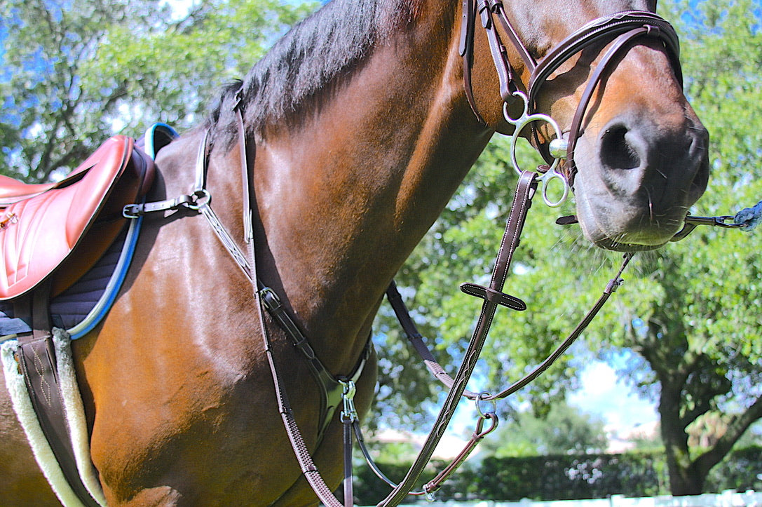 AVILA EQUESTRIAN BRIDLE APRILIA JFS (SS) BROWN