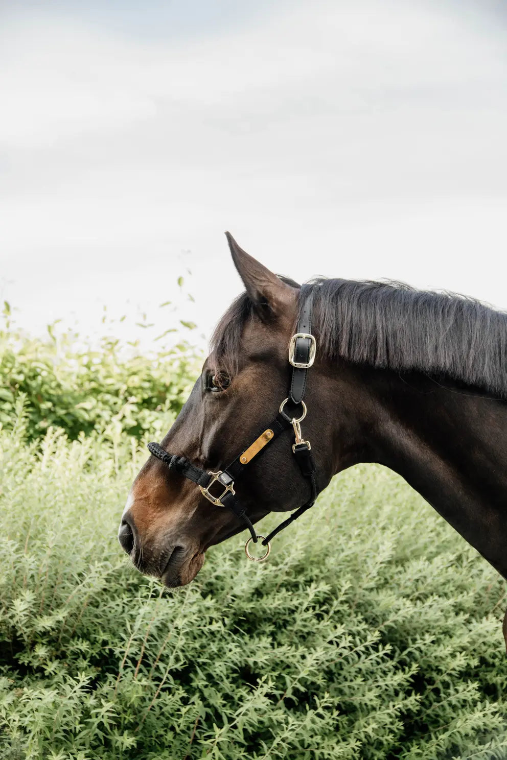 KENTUCKY HORSEWEAR Control Halter Black