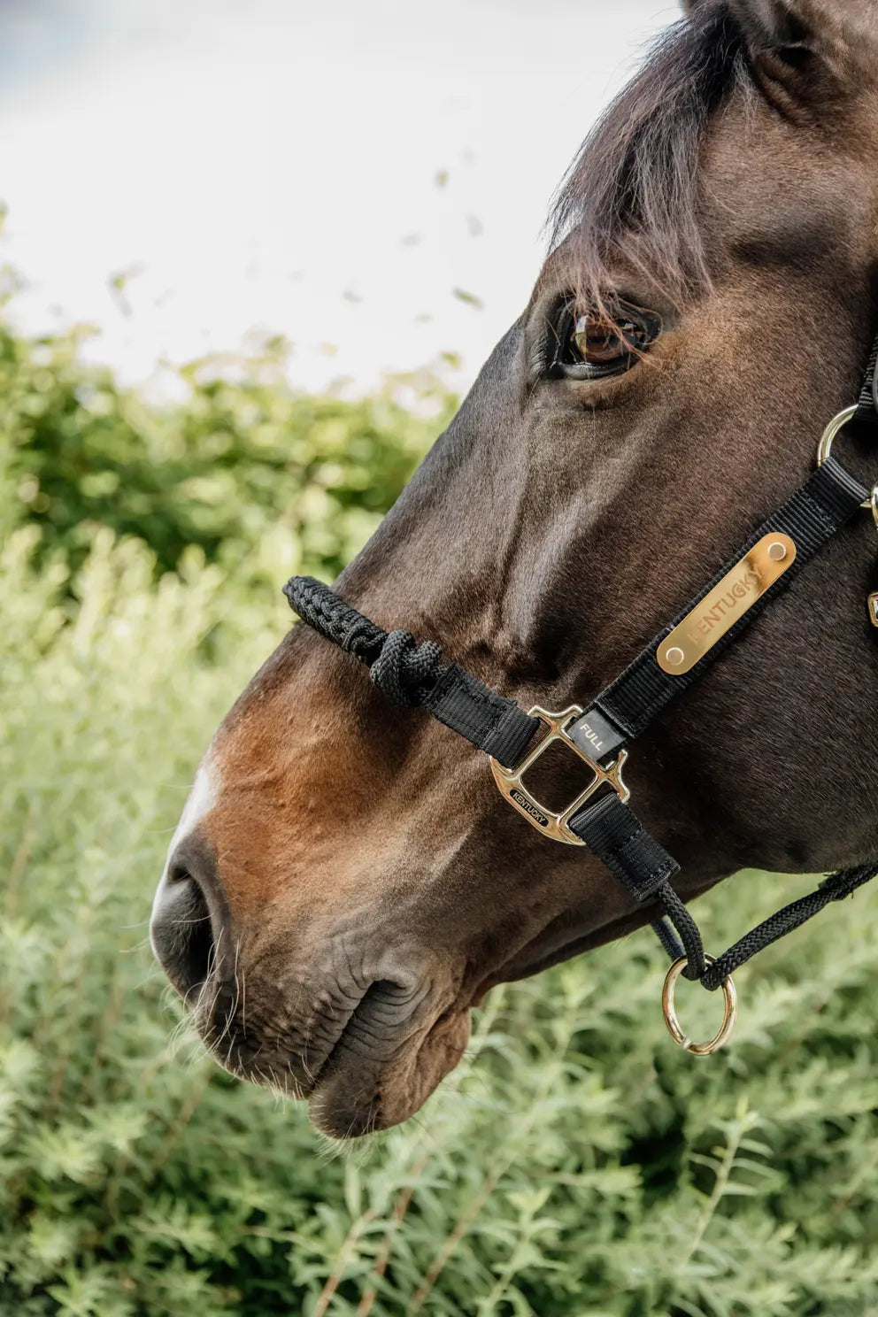 KENTUCKY HORSEWEAR Control Halter Black