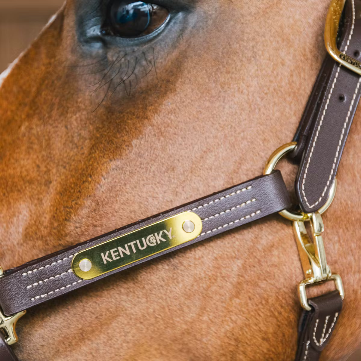 Kentucky Leather Halter Wellington