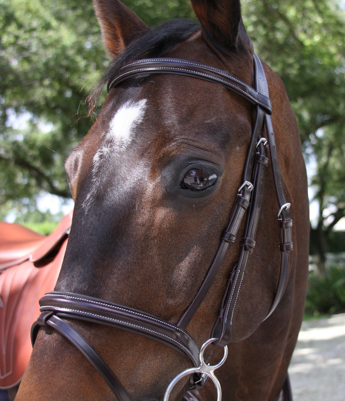 AVILA EQUESTRIAN BRIDLE SIENA SFN (SS)