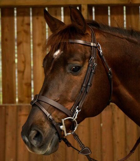 DY'ON FLAT LEATHER BRIDLE WITH SNAP HOOKS - WO COLLECTION BROWN COB